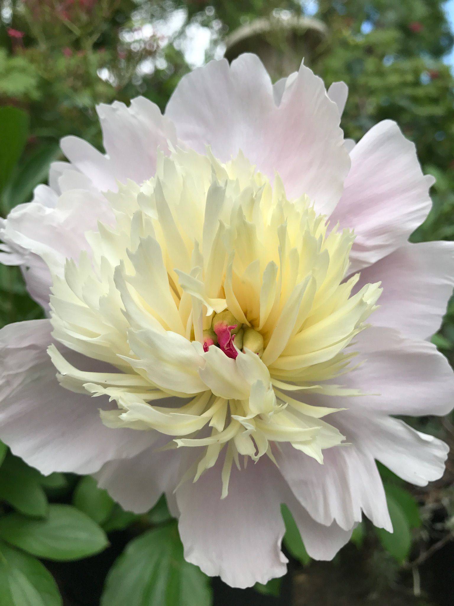 My Paisley World Rose Buds