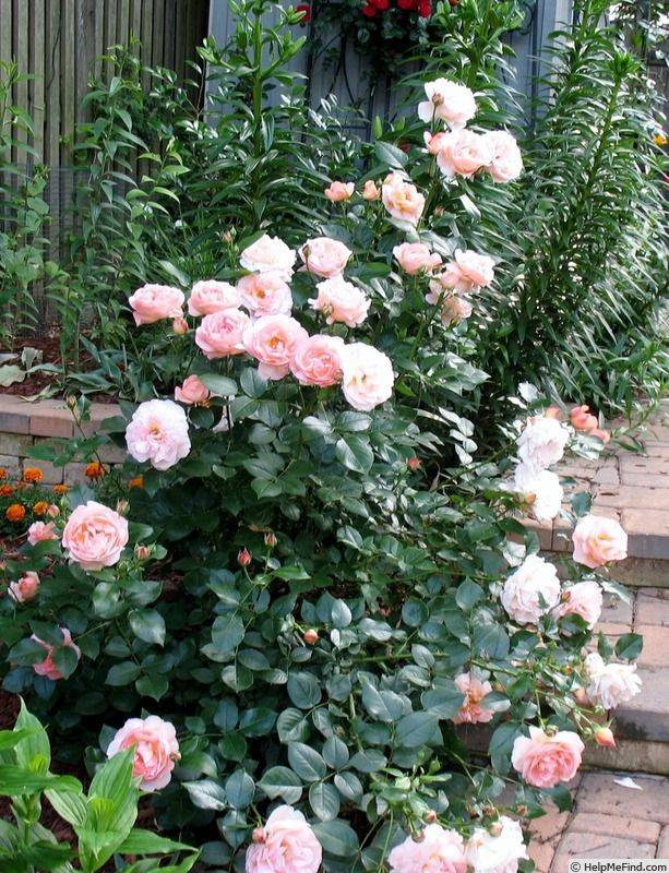The Roses Database Gardenorg
