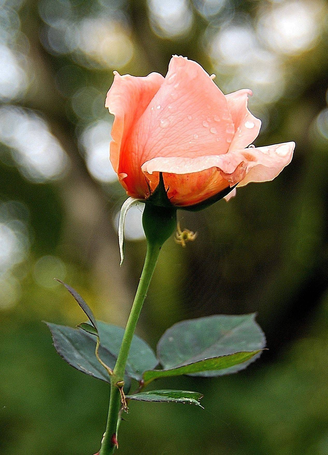 Gardening Photography