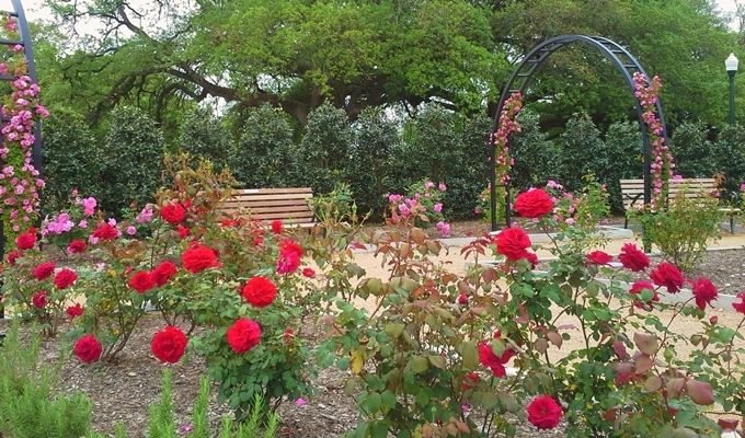 Dr Harry S Johnson Rose Garden Park