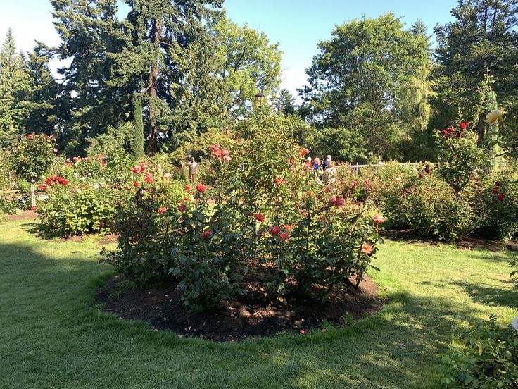The Tyler Rose Garden