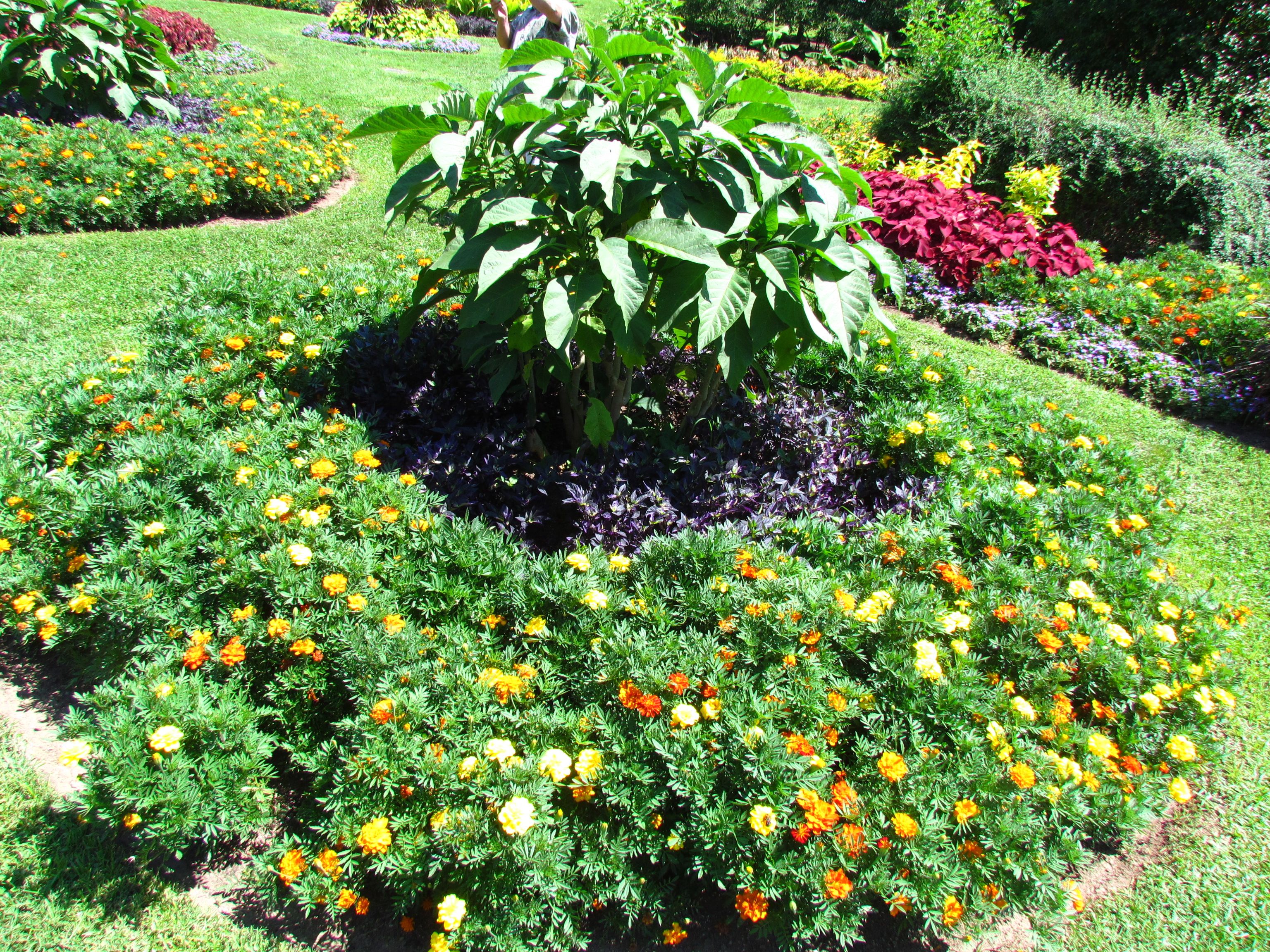 Mcgovern Centennial Gardens Houston Travel