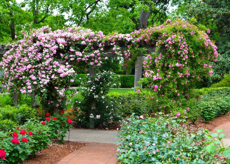 Stunning Rose Gardens