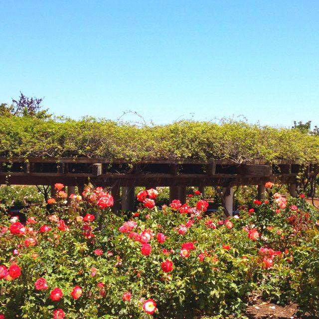 Balboa Parks Rose And Cactus Garden