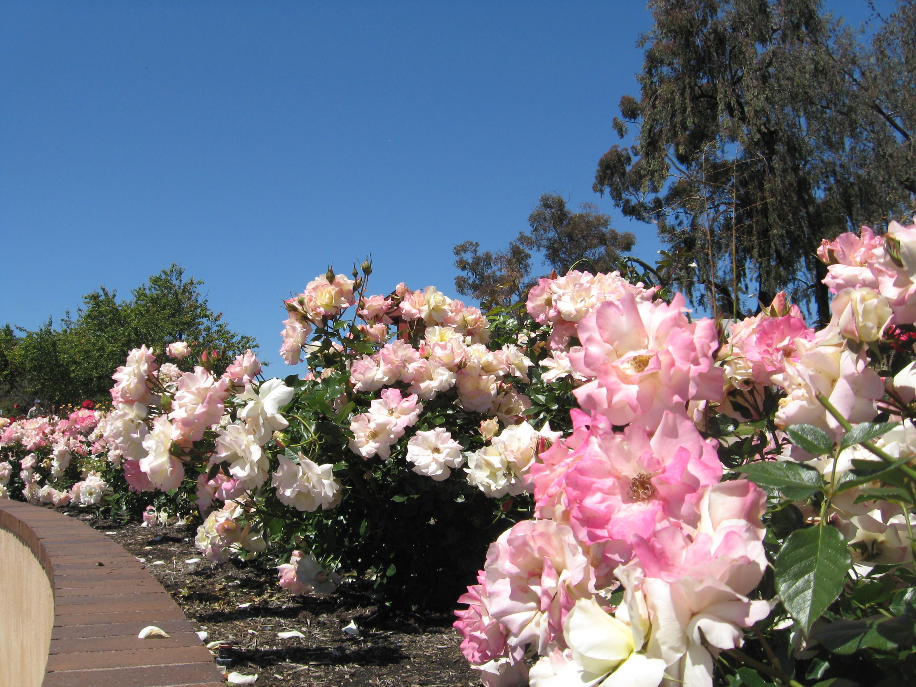 Balboa Parks Rose And Cactus Garden