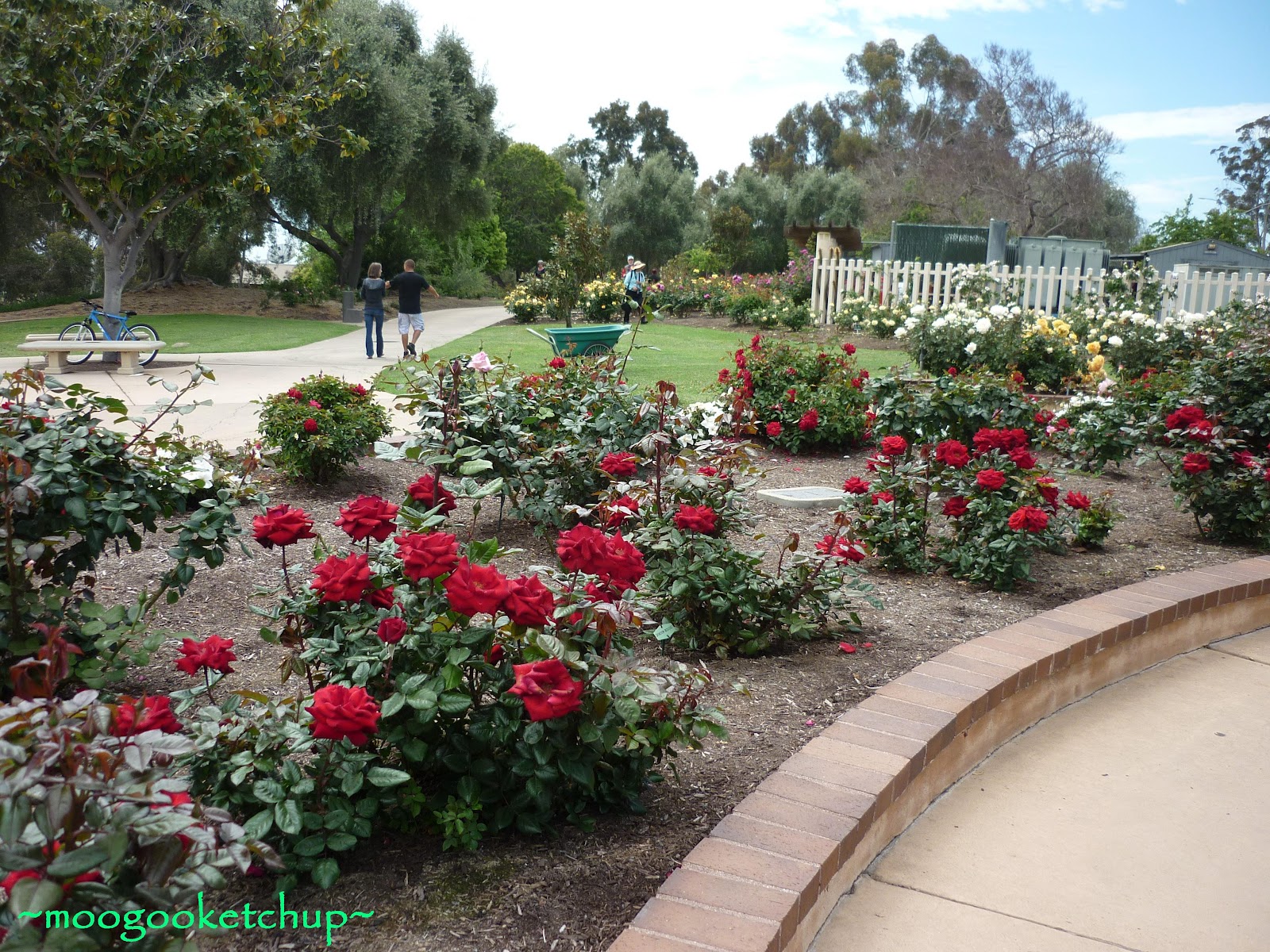 Balboa Park Rose Garden