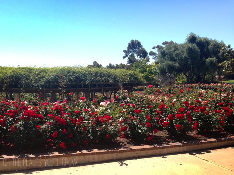 Balboa Park Rose Garden