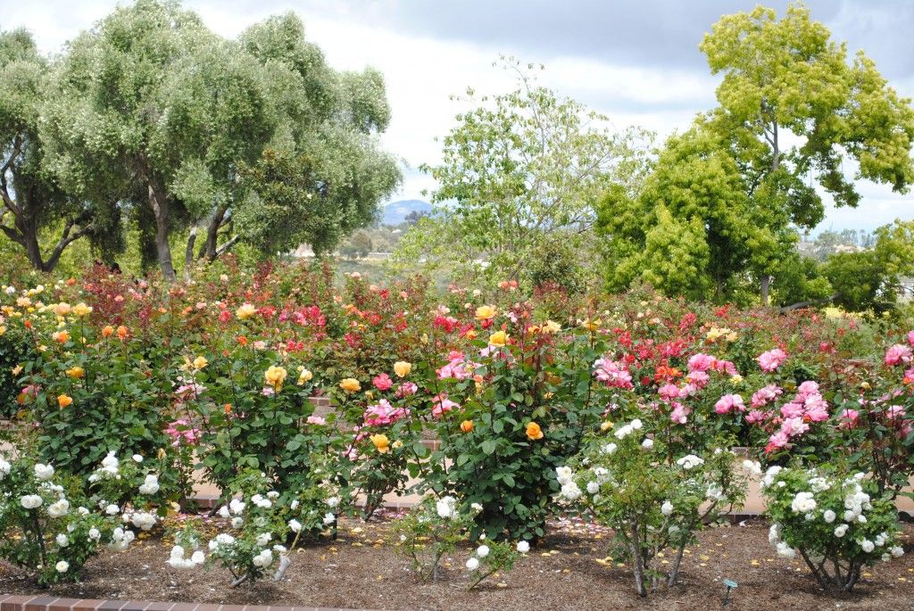 Balboa Park Rose Garden