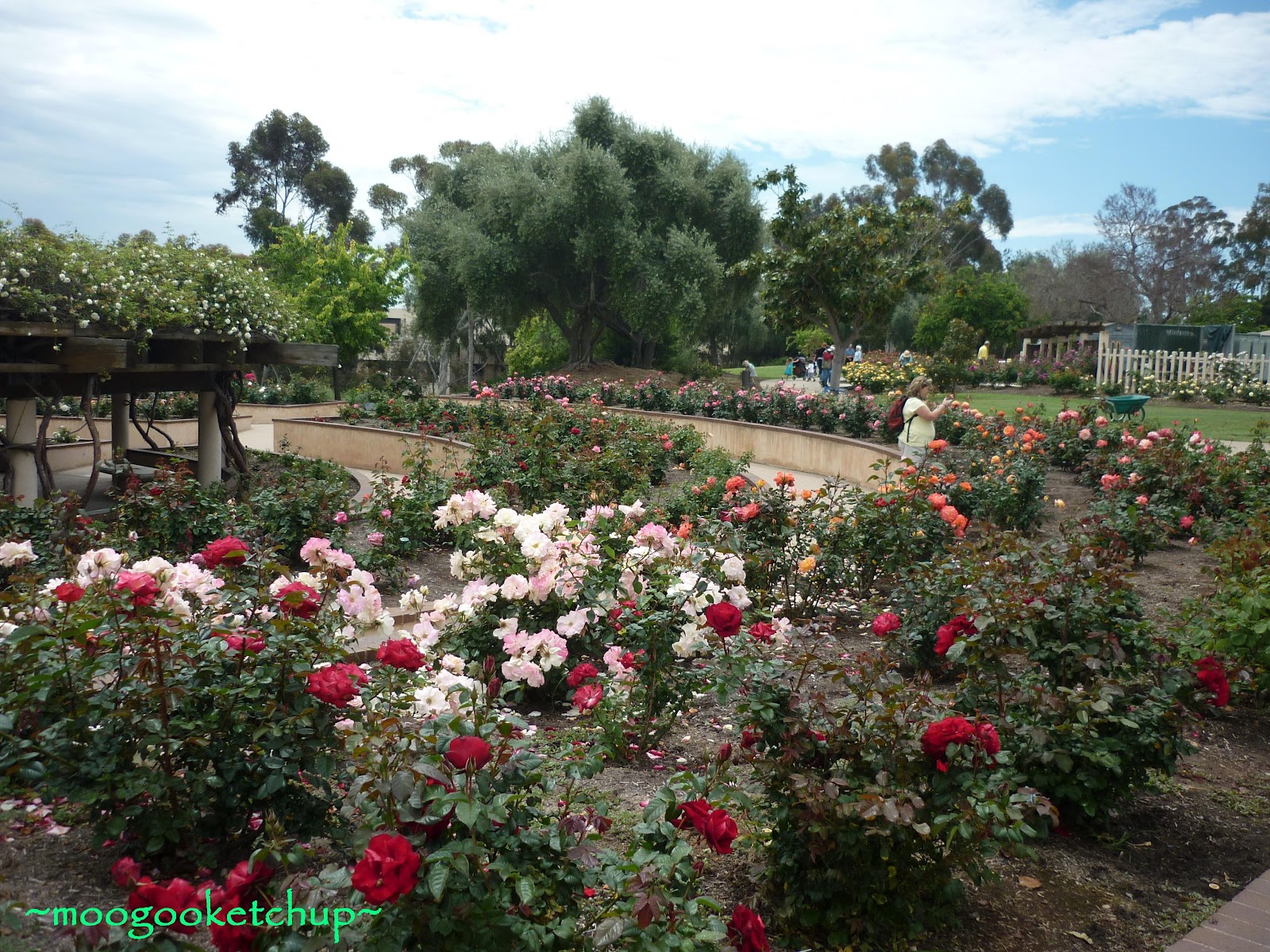 Balboa Park Rose Garden Timings Design Ideas