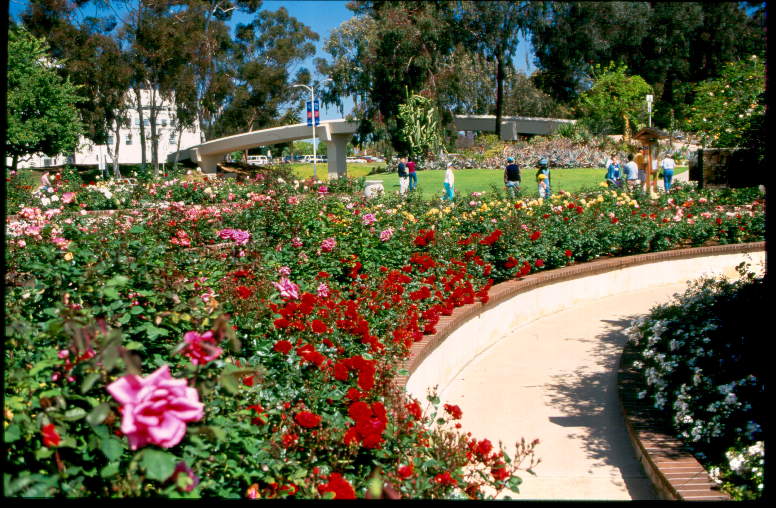 The Rose Garden
