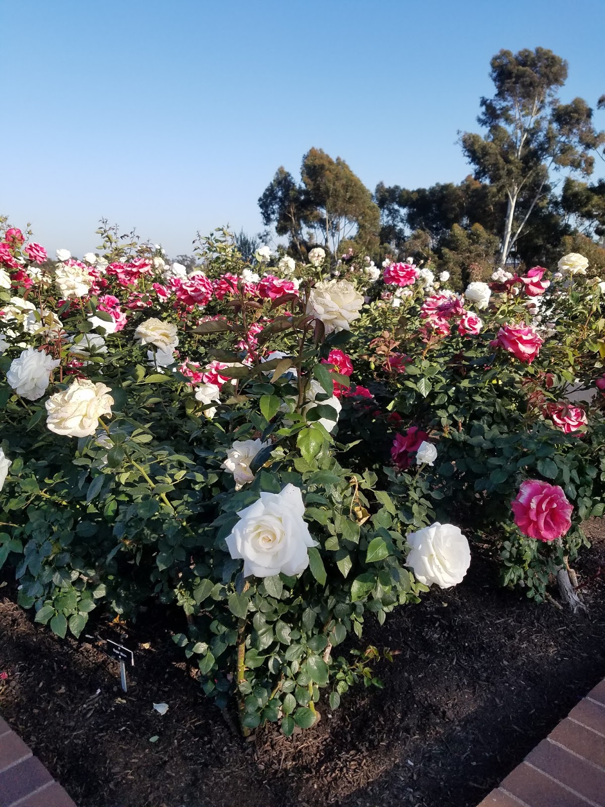 Rose Garden Balboa Park