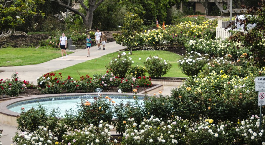 Rose Garden Balboa Park
