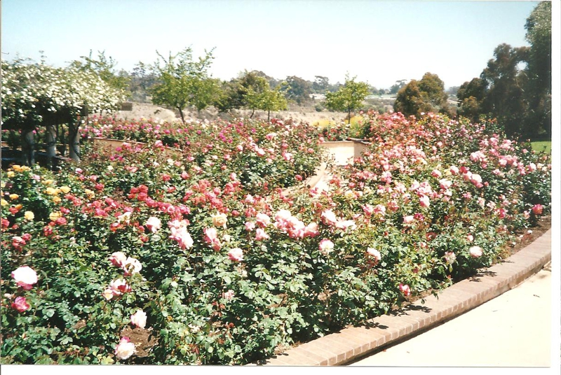 Rose Garden Balboa Park