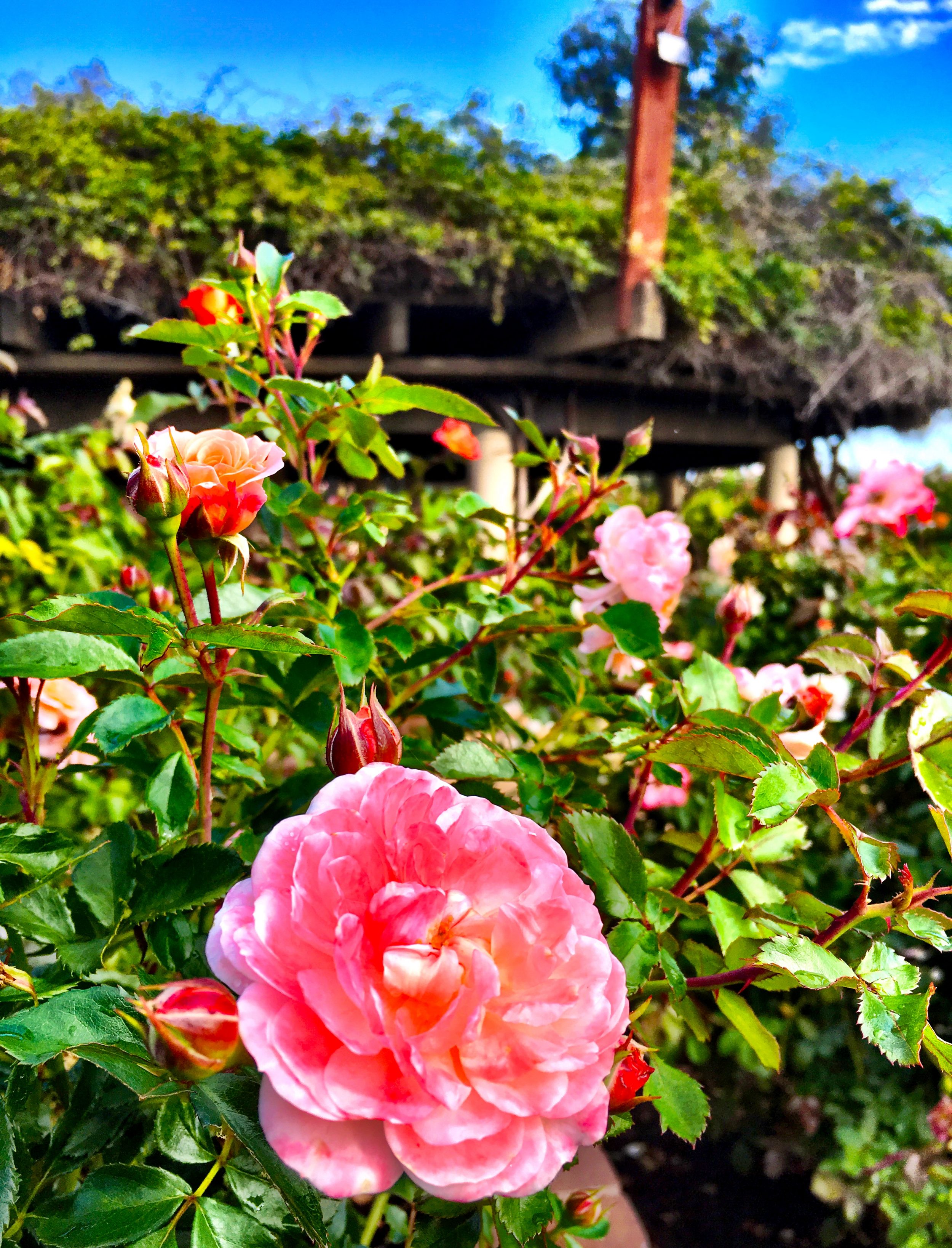 Rose Garden Balboa Park San Diego Solvendesign