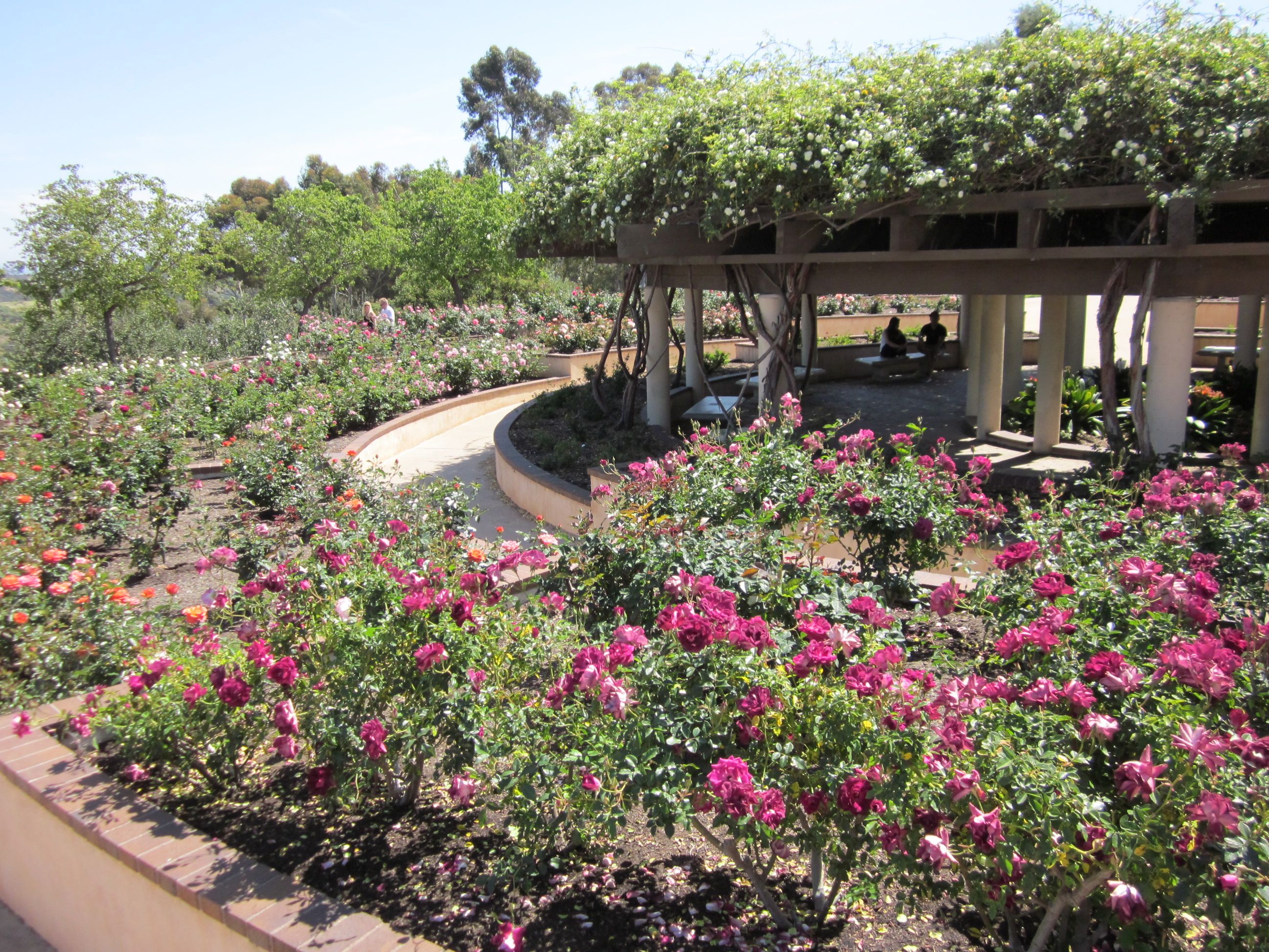 Rose Garden Park Rose Rose Garden Desert Garden