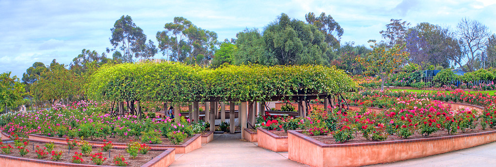 Wordless Wednesday Rose Garden At Balboa Park
