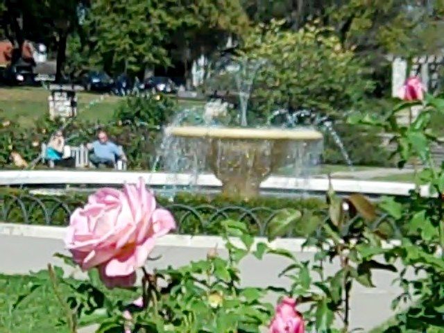 Loose Park Rose Garden
