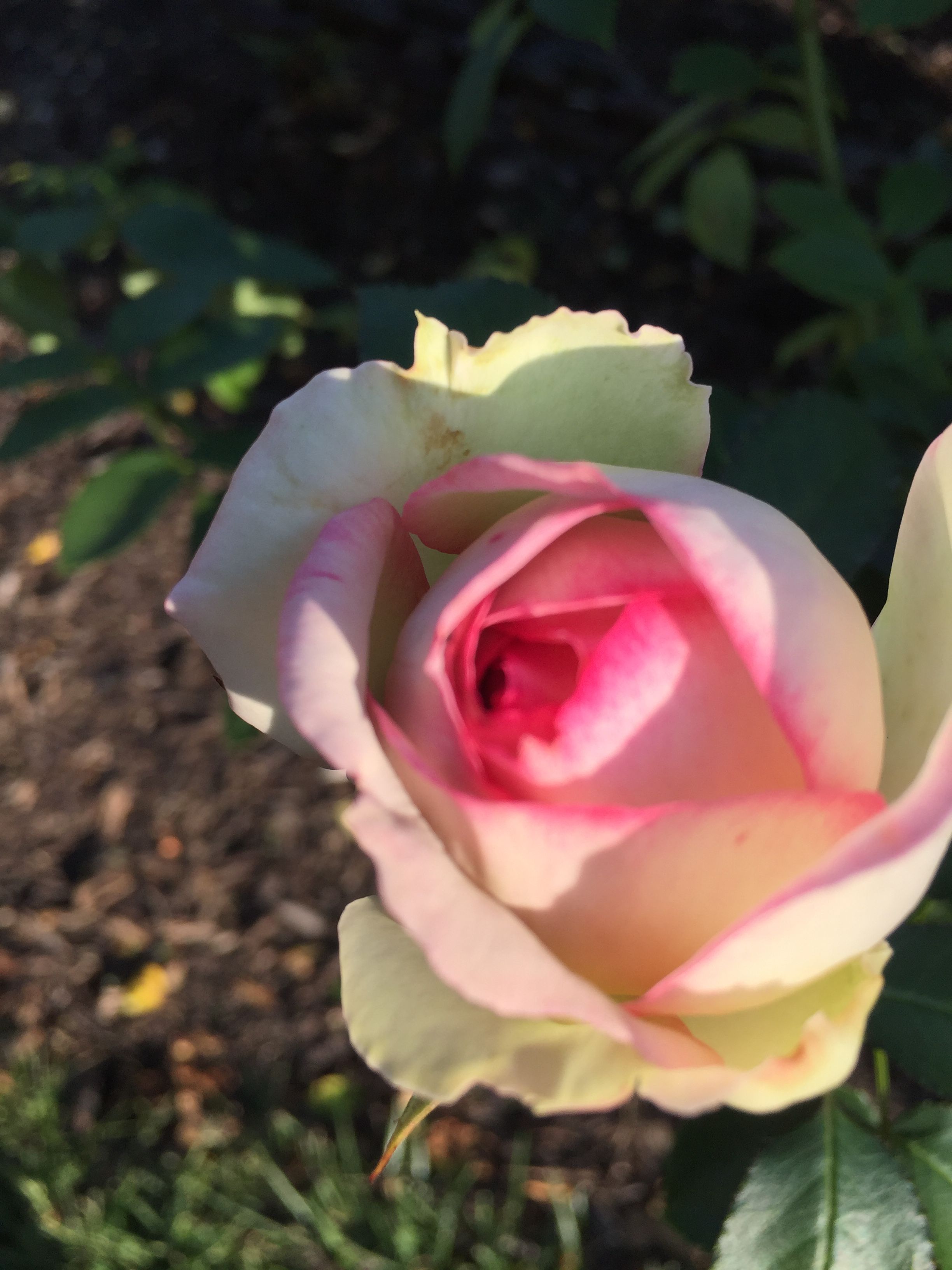 19 Kansas City Loose Park Rose Garden Ideas You Must Look SharonSable