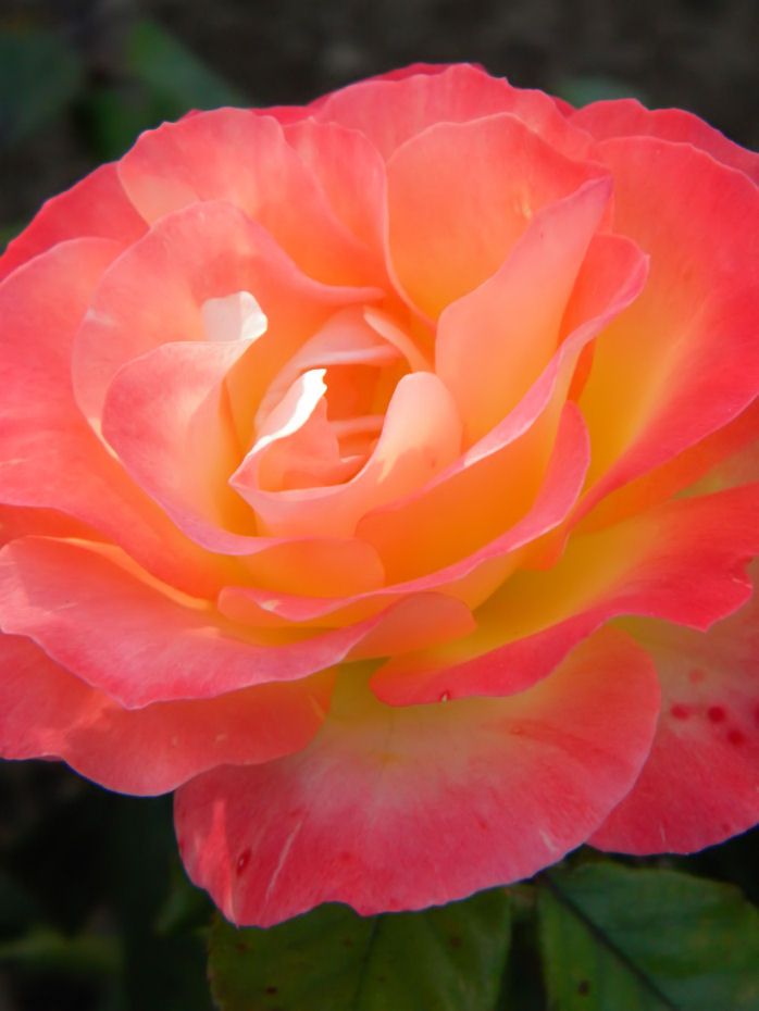 Inez Grant Parker Memorial Rose Garden Balboa Park San Diego Cool