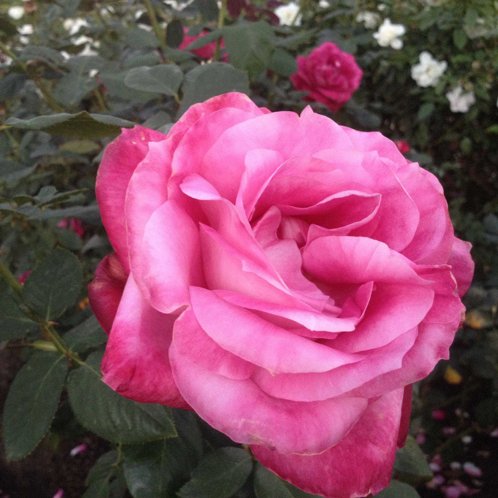 Marston House Garden