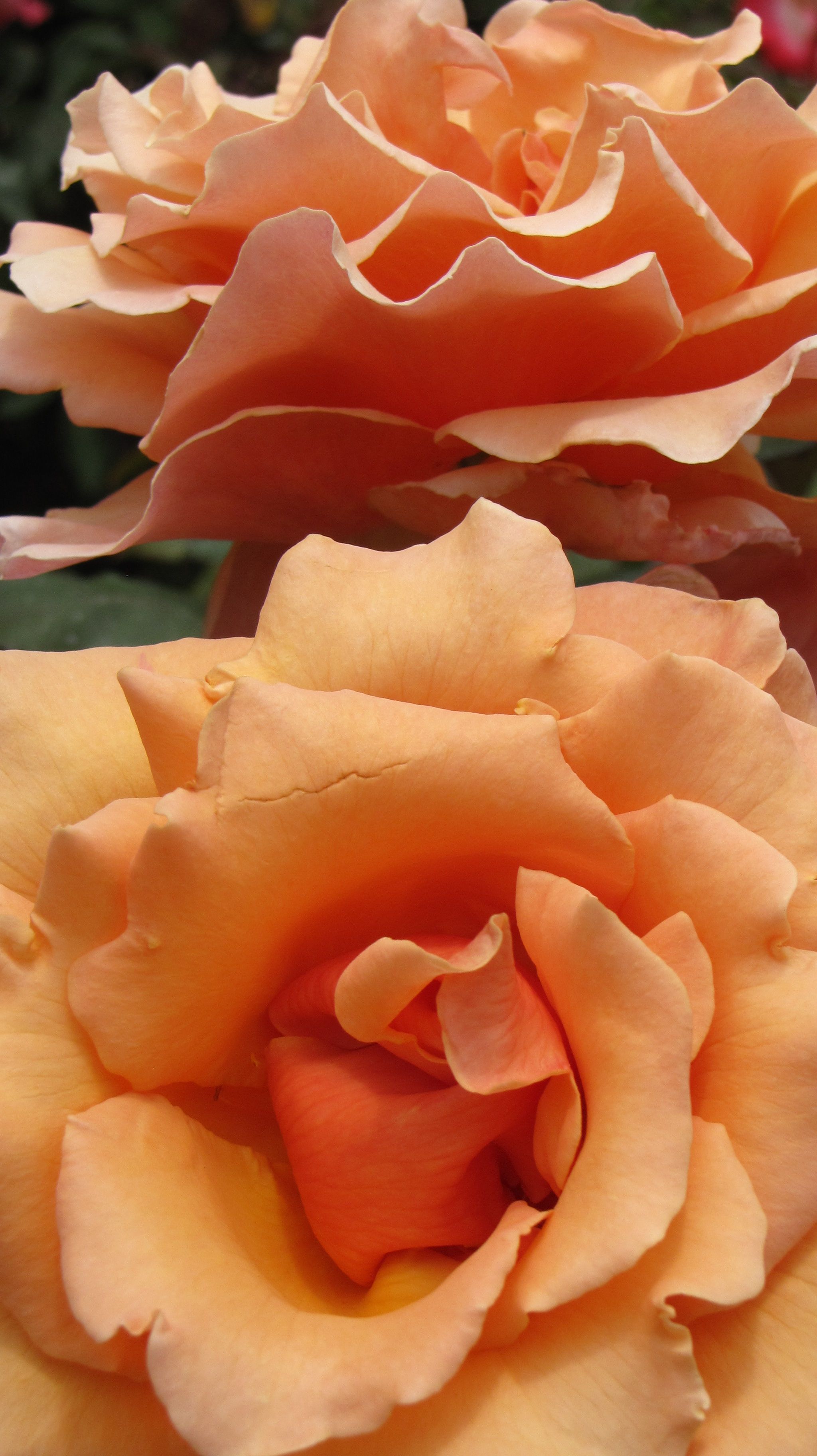 Marston House Garden