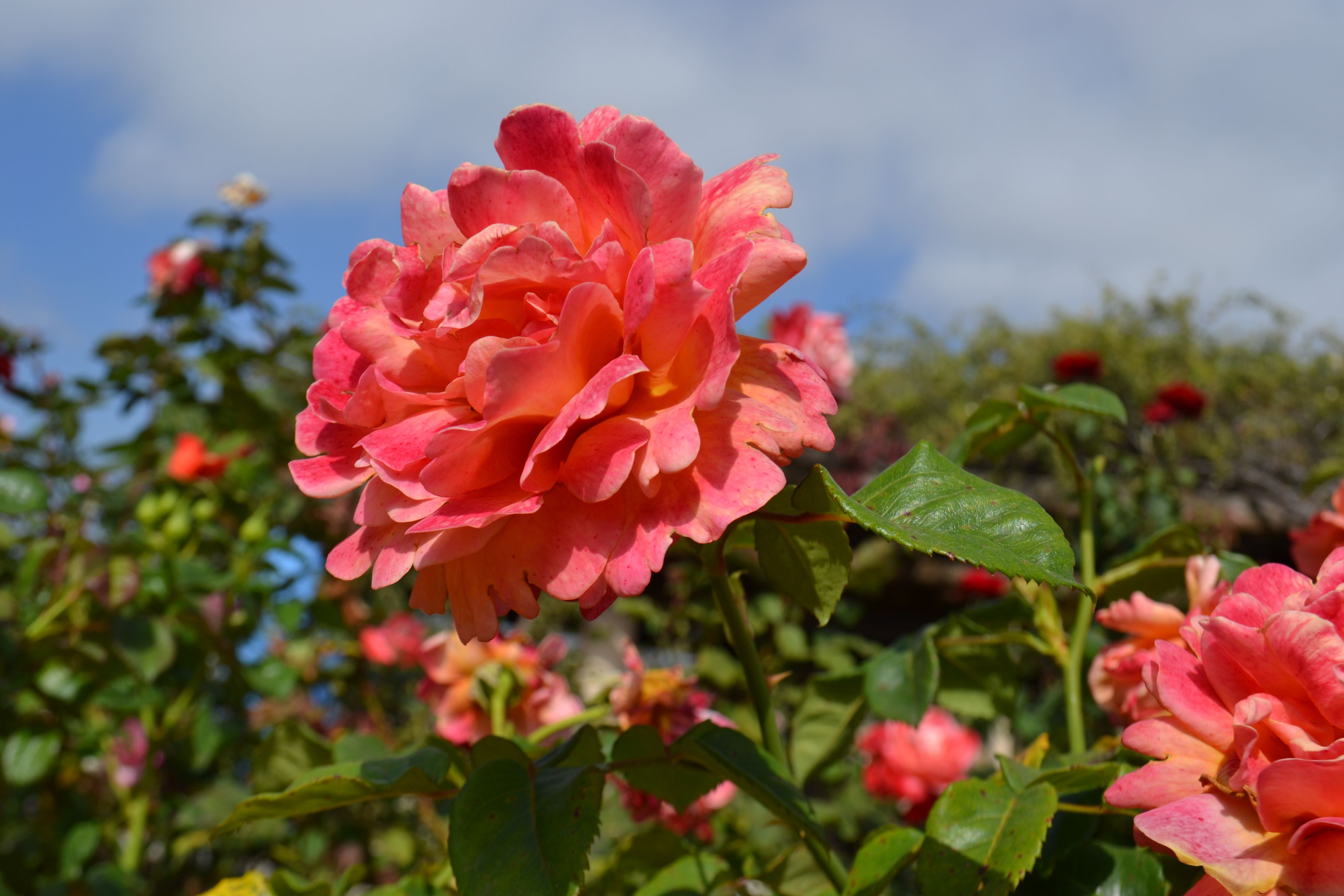 May Marvels San Diego