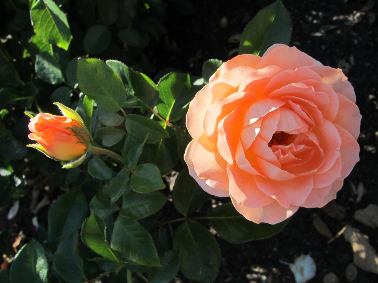 Rose Garden Balboa Park