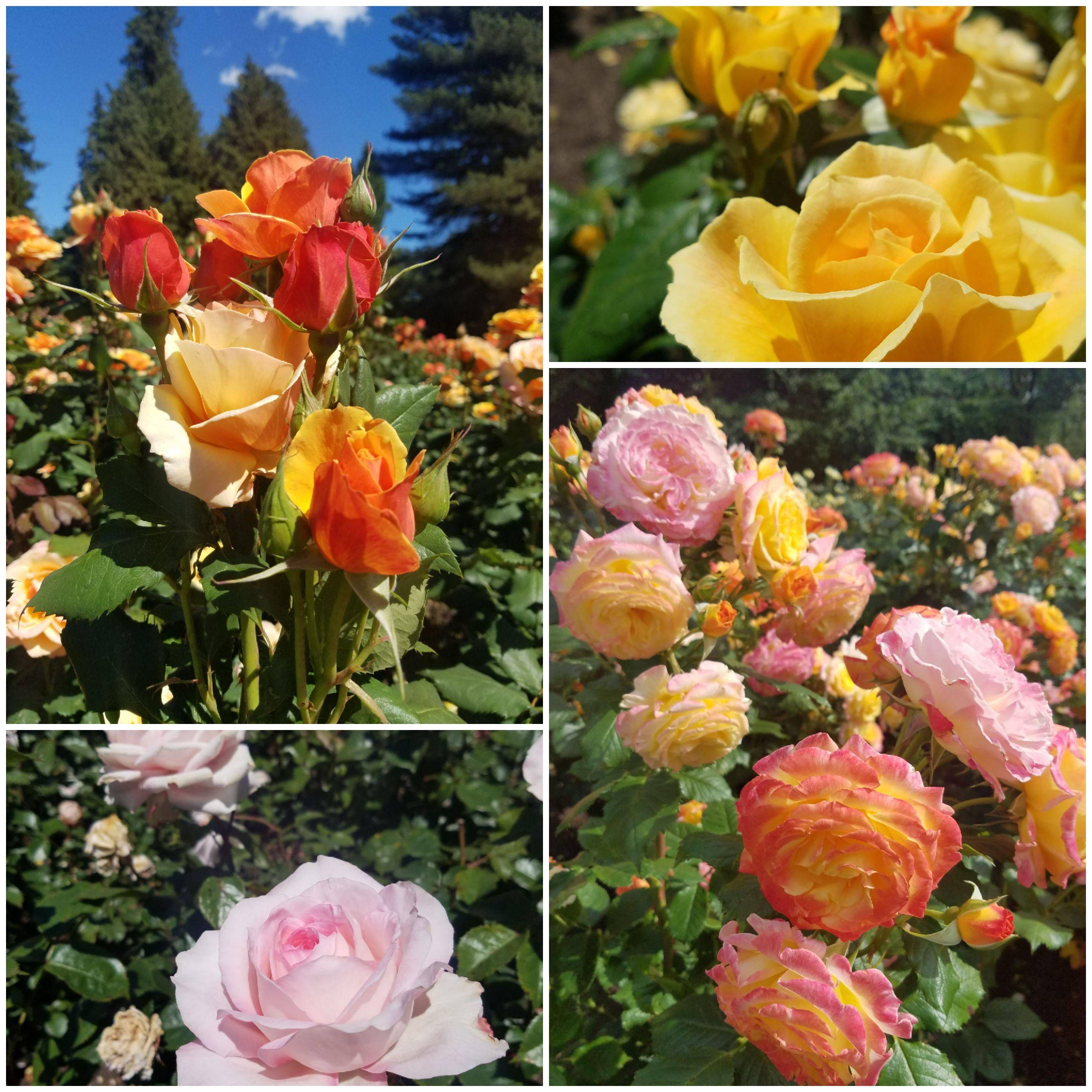 Stanley Park Gardens