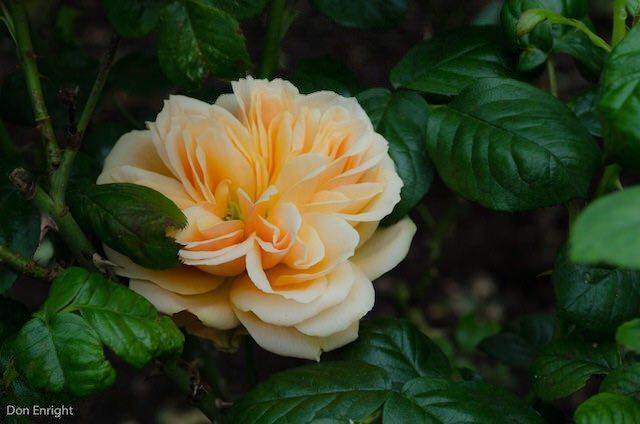 The Stanley Park Rose Garden