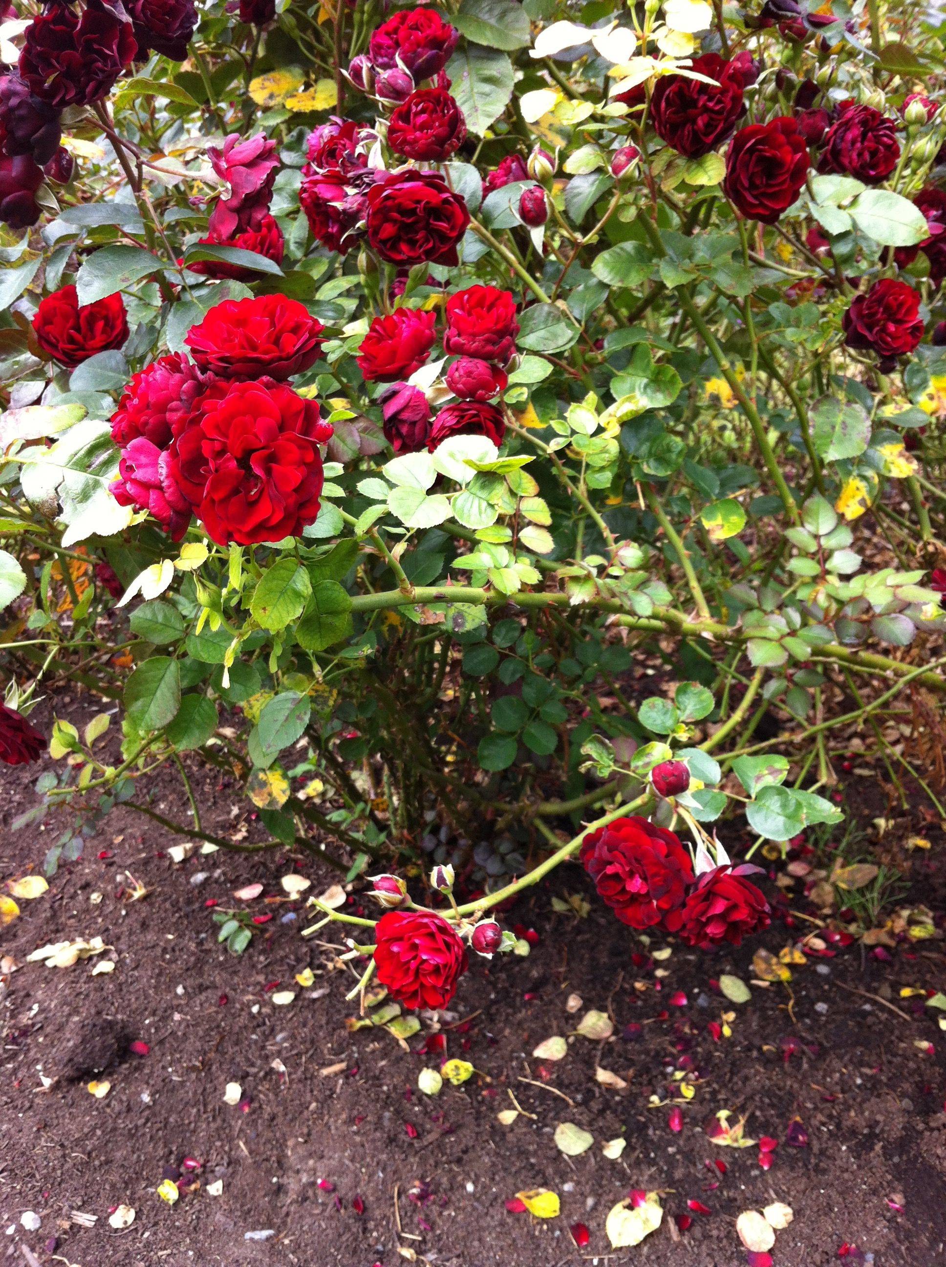 Stanley Park Vancouver