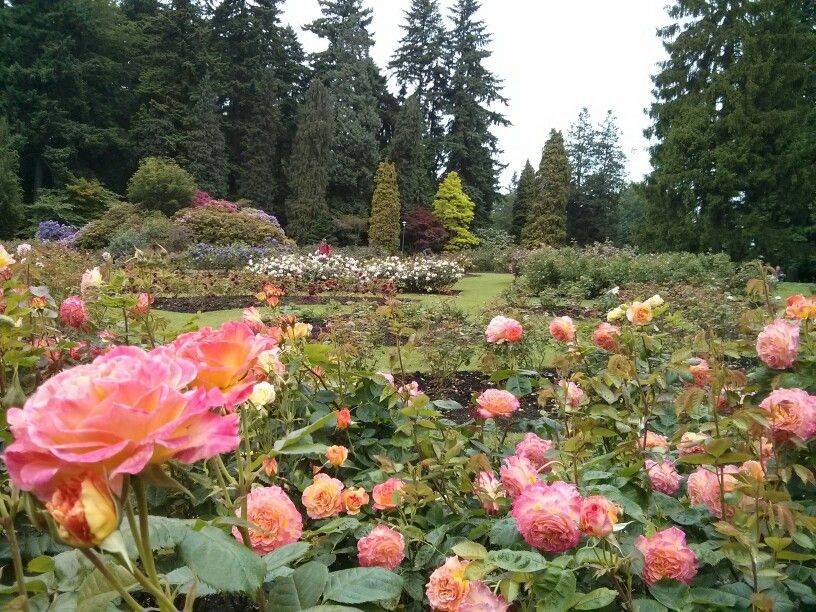 Stanley Park Rose Garden Park Rose Flowers Garden