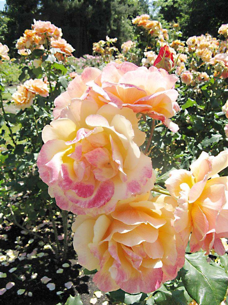 Stanley Park Rose Garden Playground