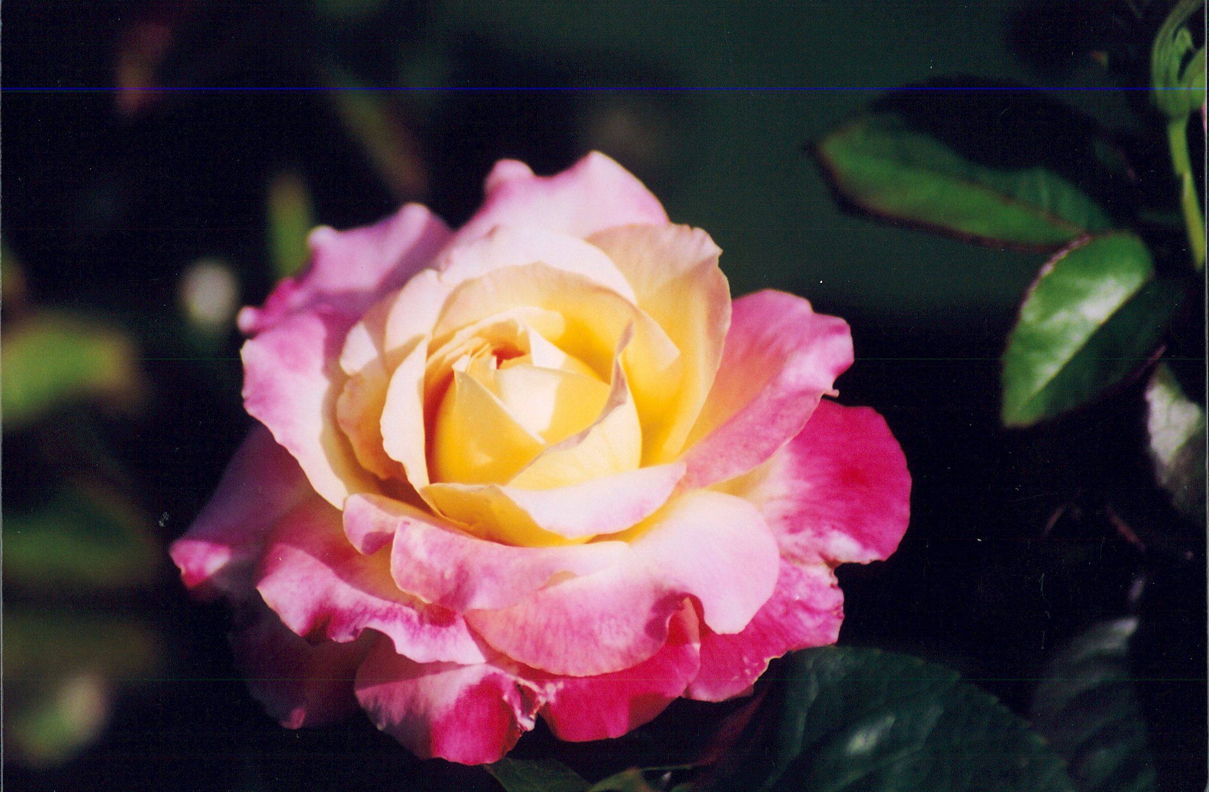 Stanley Park Rose Garden Playground