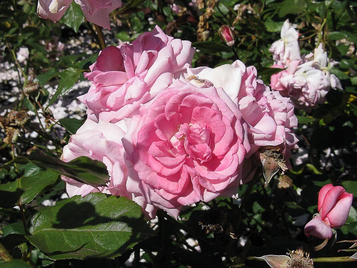 Stanley Park Rose Garden