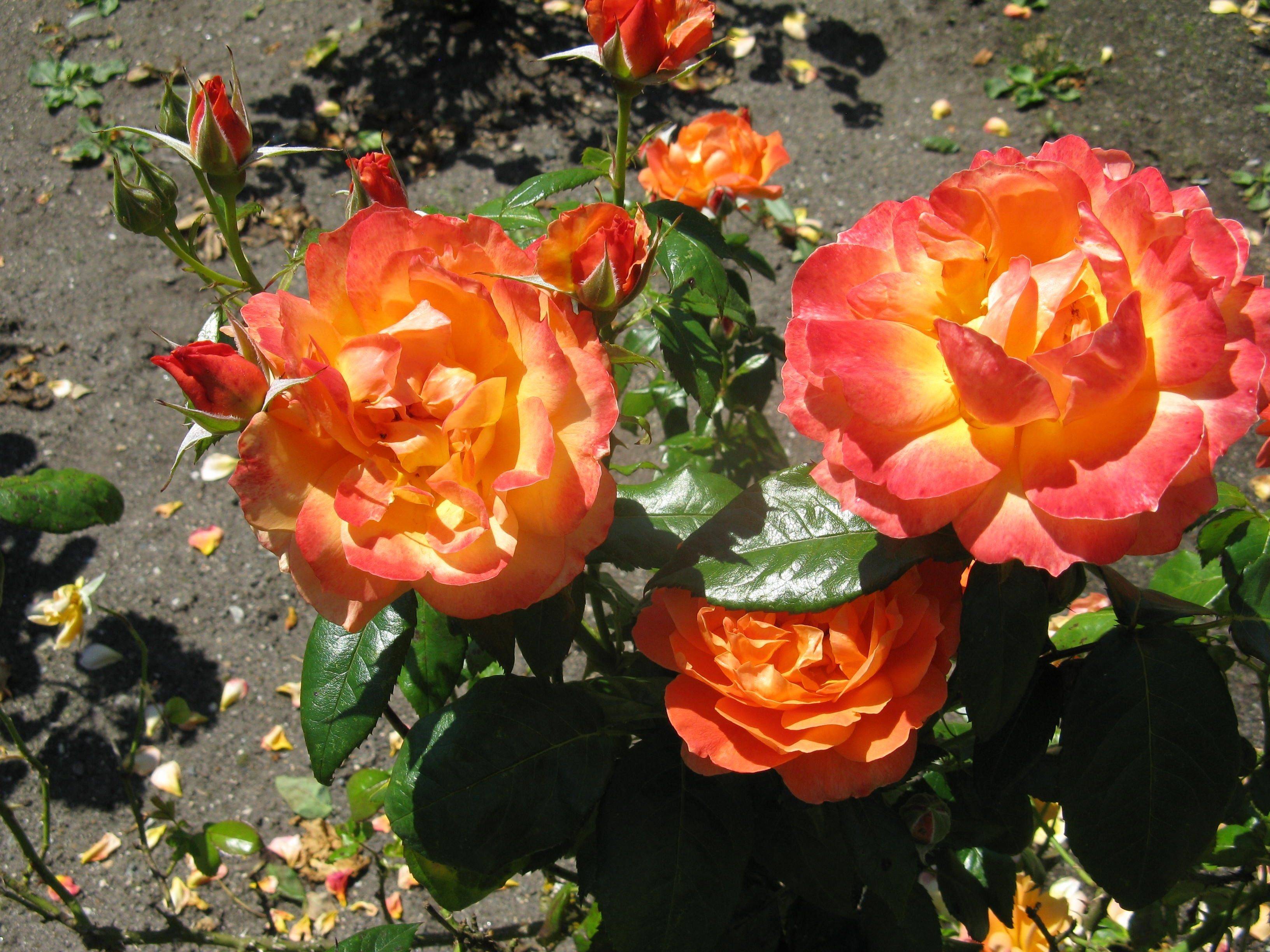 Stanley Park Rose Garden