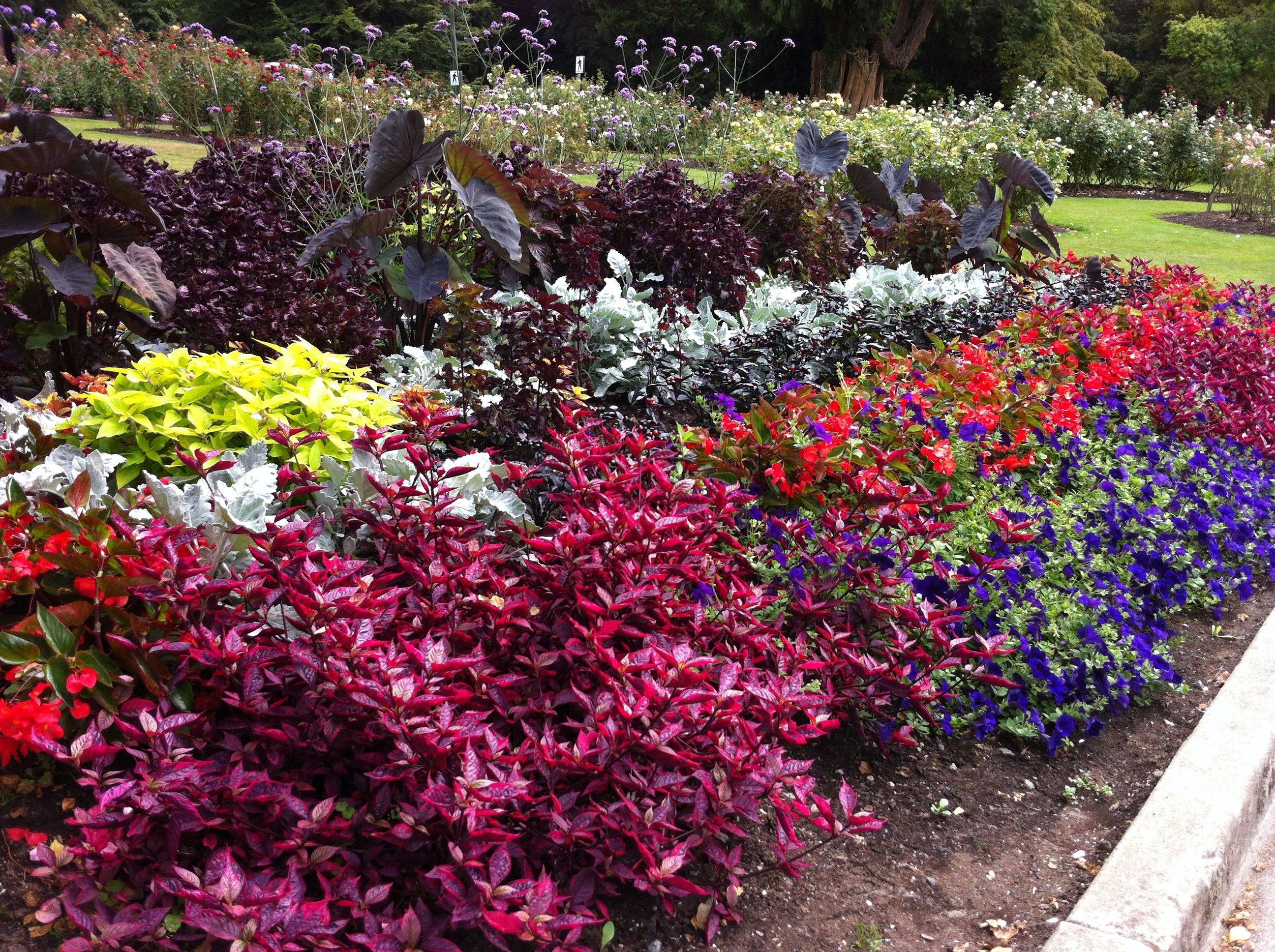 The Stanley Park Rose Garden
