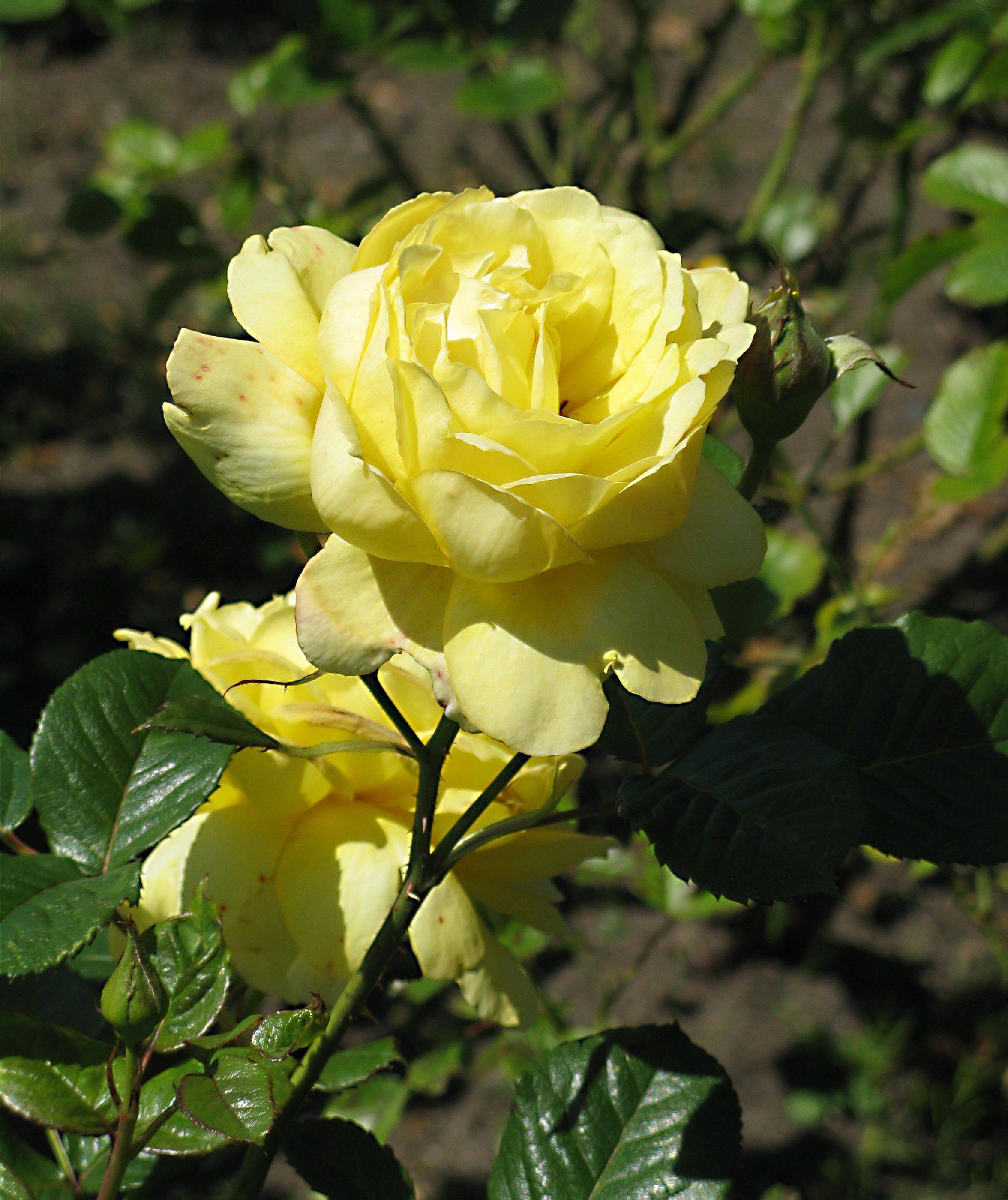 The Stanley Park Rose Garden