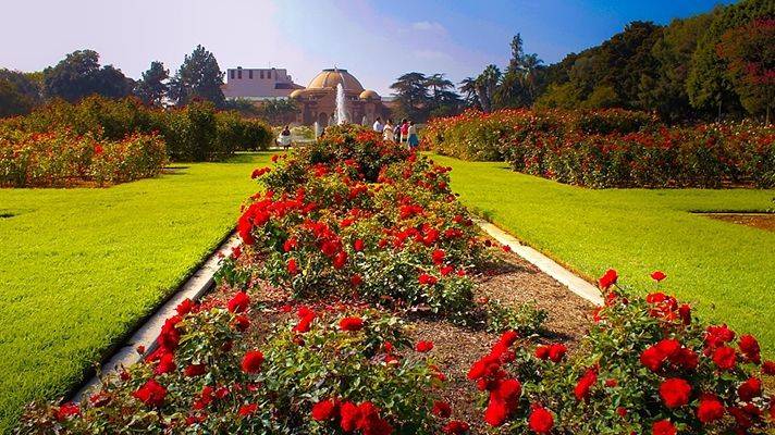 Elizabeth Park Rose Garden Larp