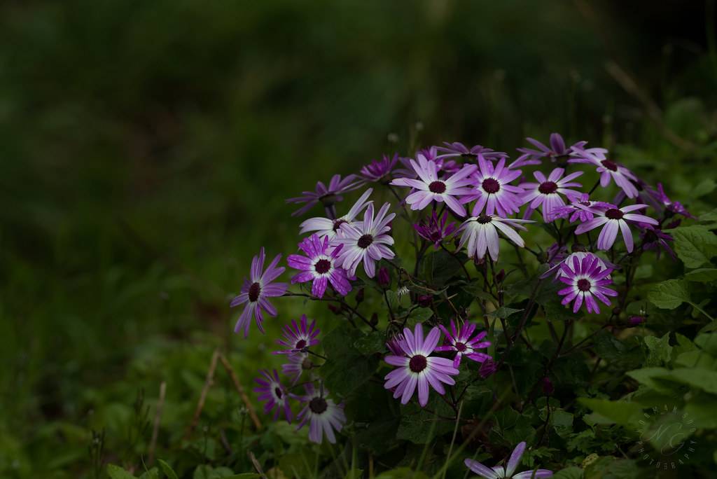 Elizabeth Park Rose Garden Larp