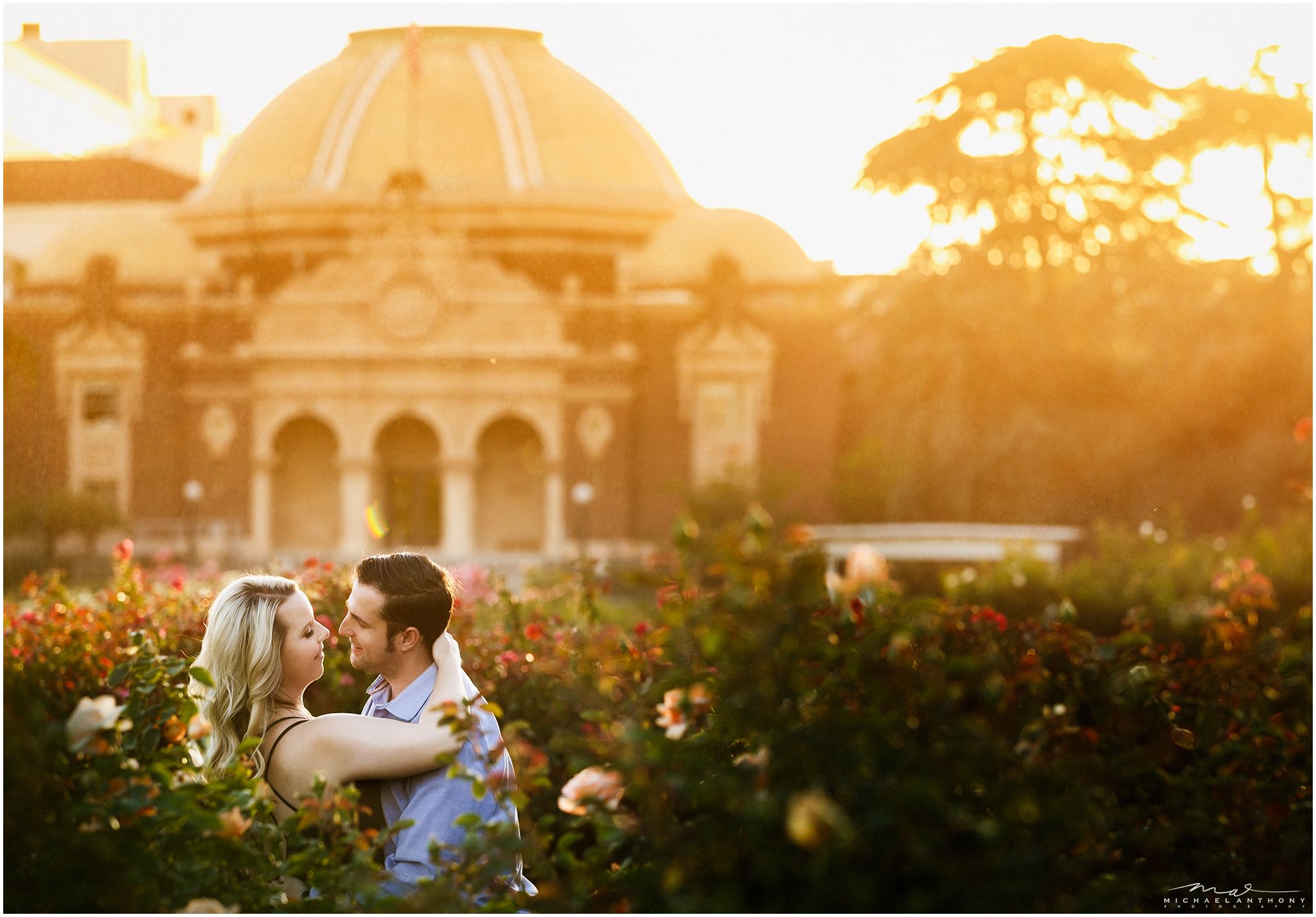The Perfect Moment Hybrid Tea Rose
