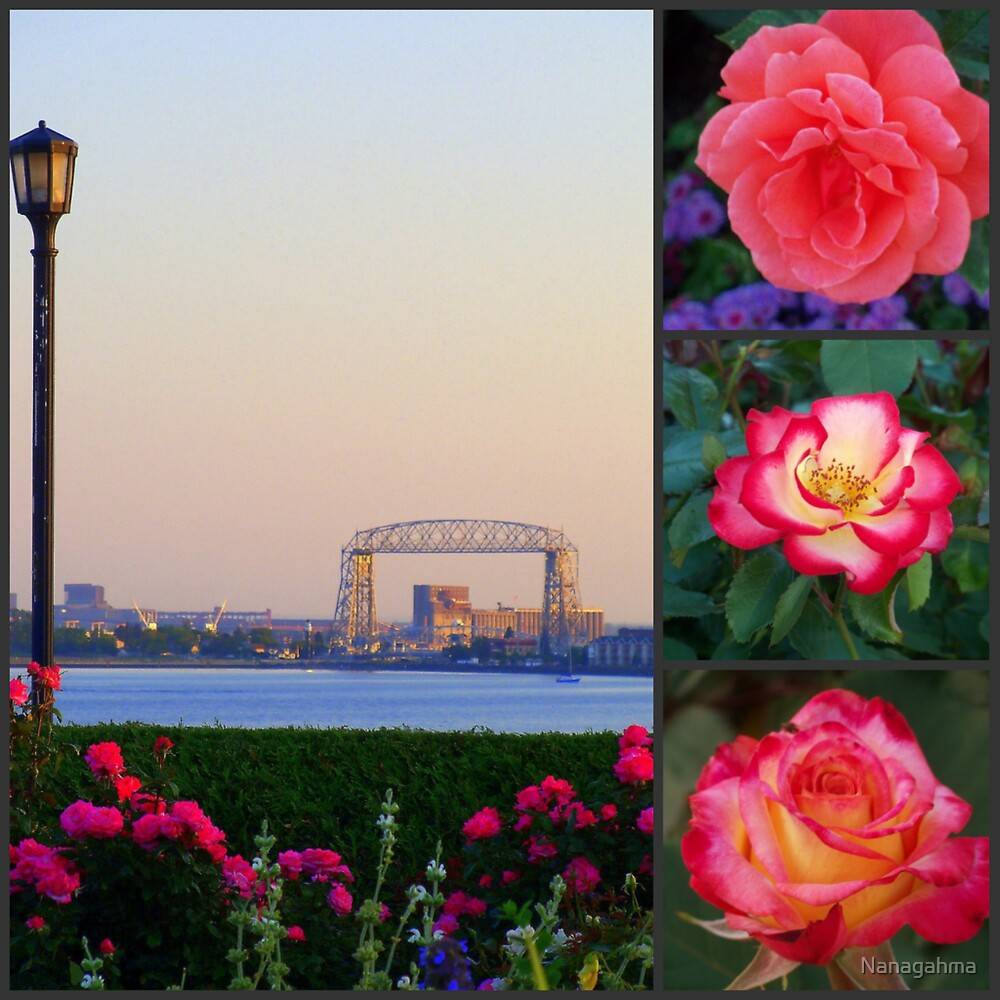 Mn Rose Garden Northern Minnesota