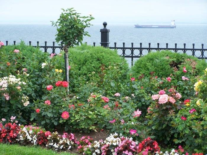 Rose Garden At Leif Erickson Park