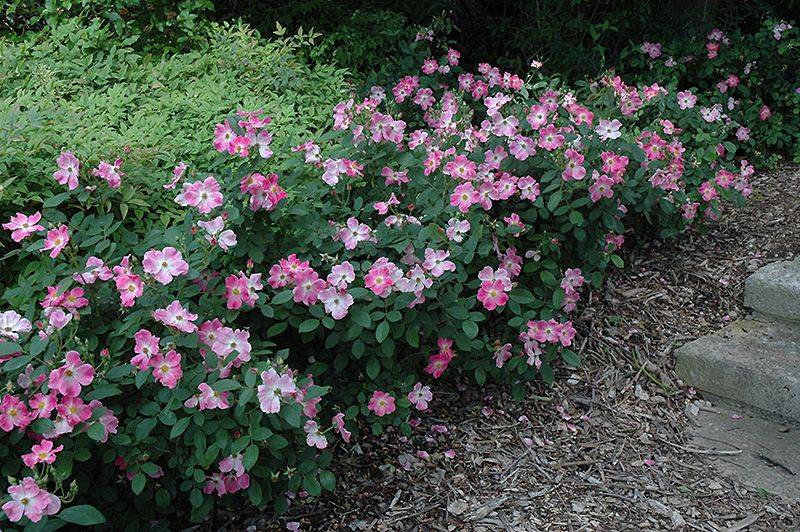 Shady Yards Small Front Gardens