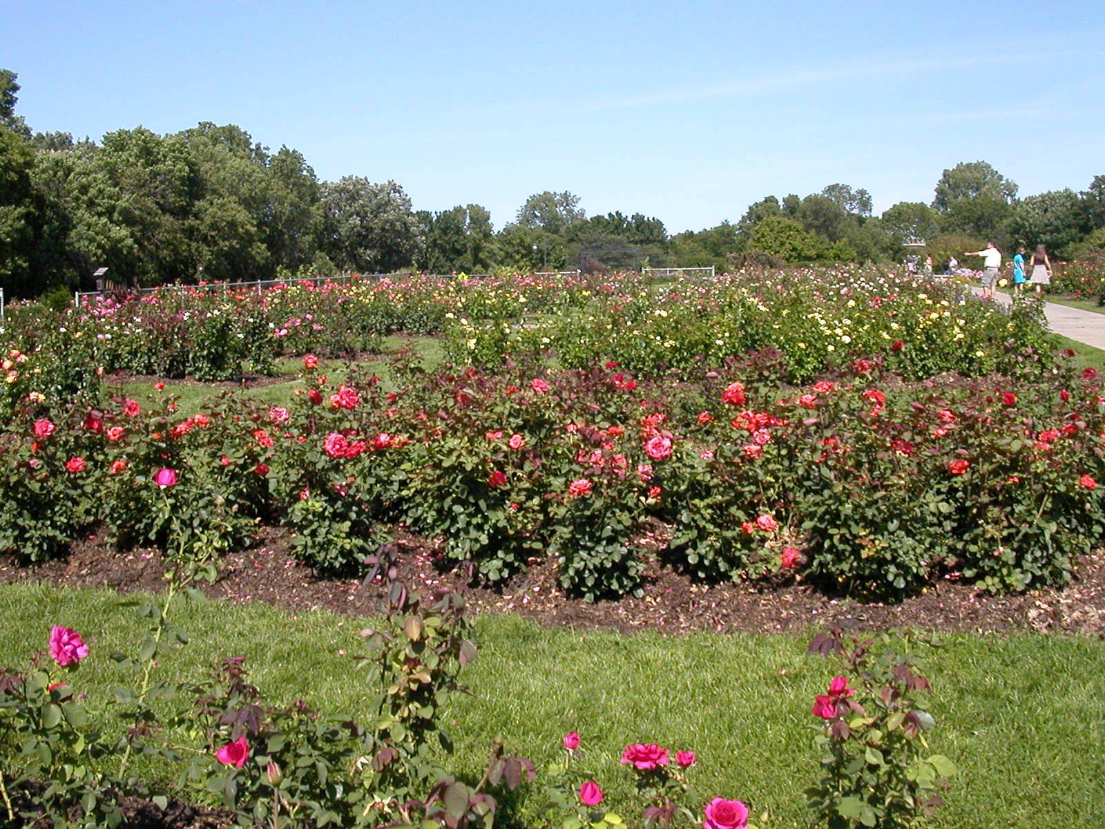 Duluth Rose Garden Park Oh The Places Youll Go Rose Garden