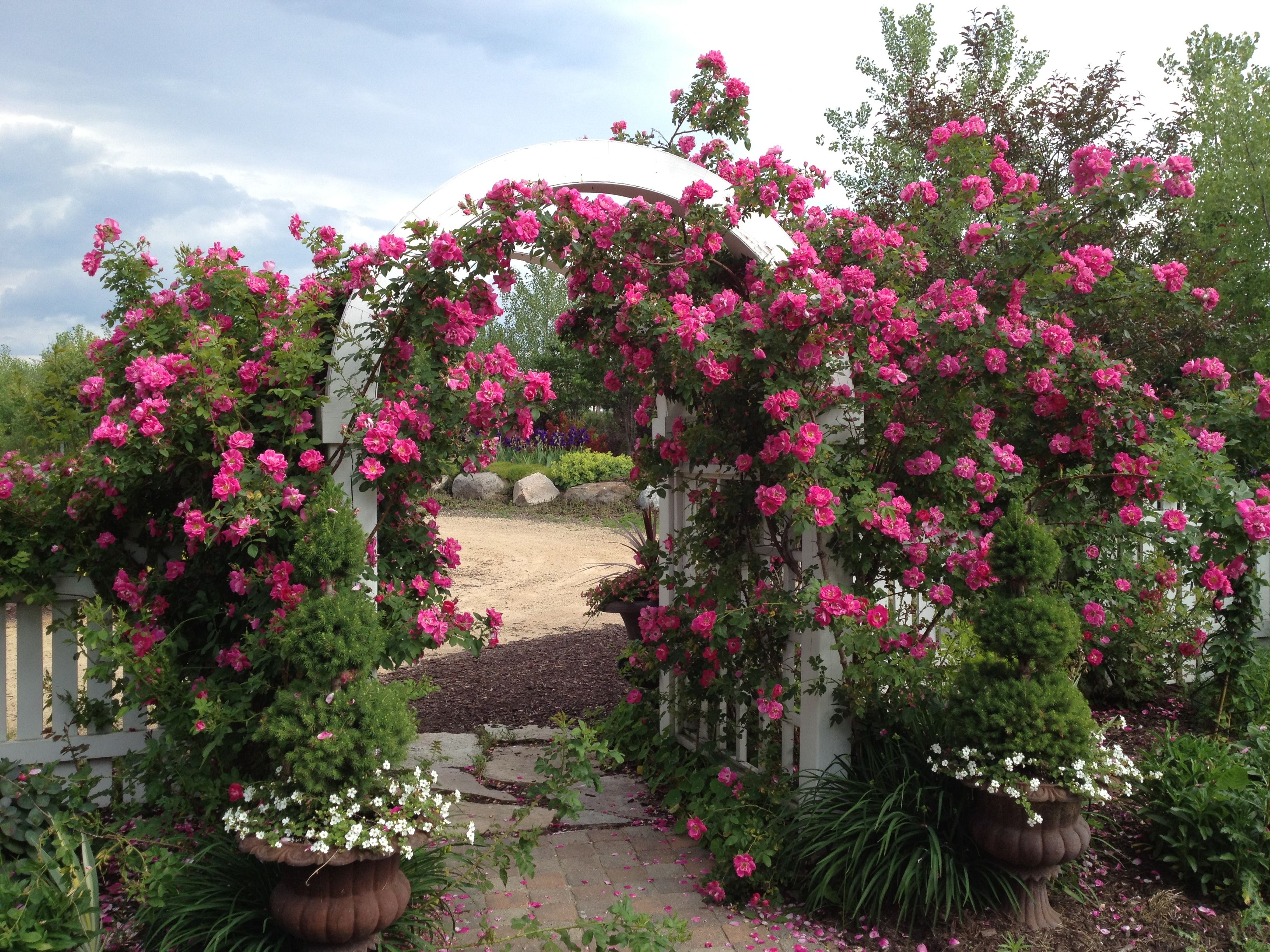 Rose Garden Rose Garden Design