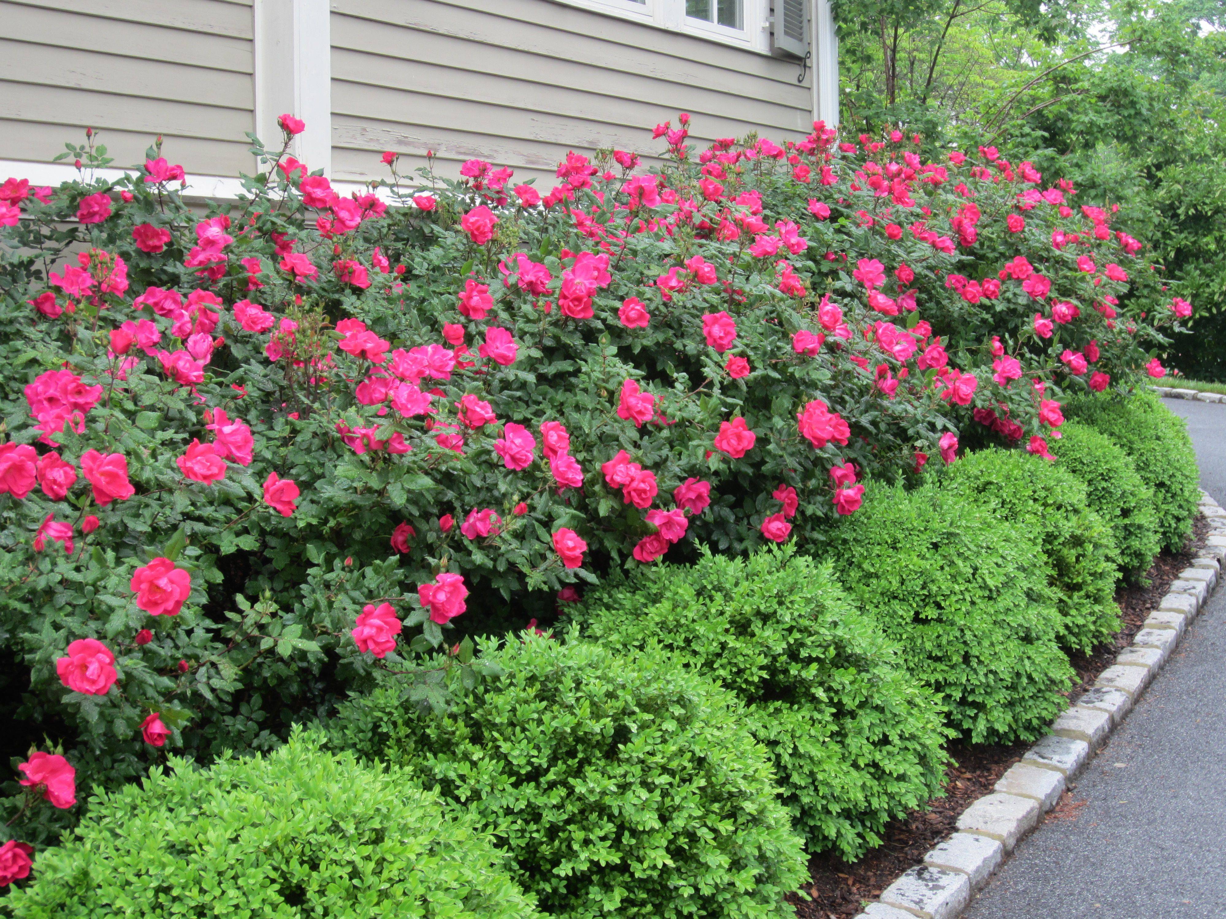 Connecticut Garden Journal