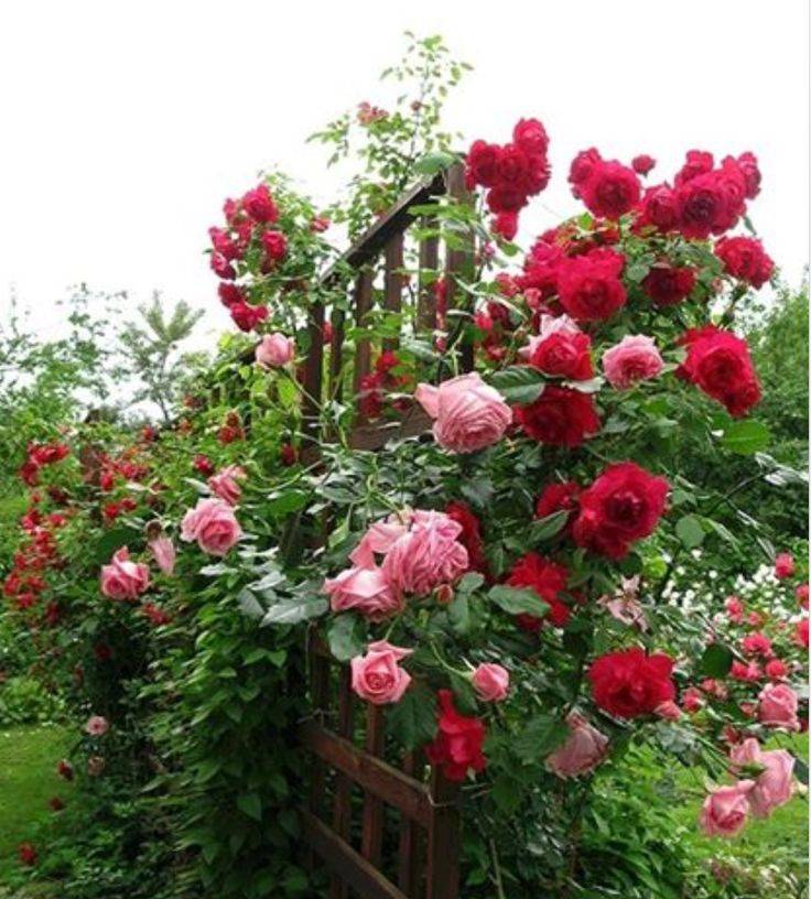 David Austin English Rose Garden