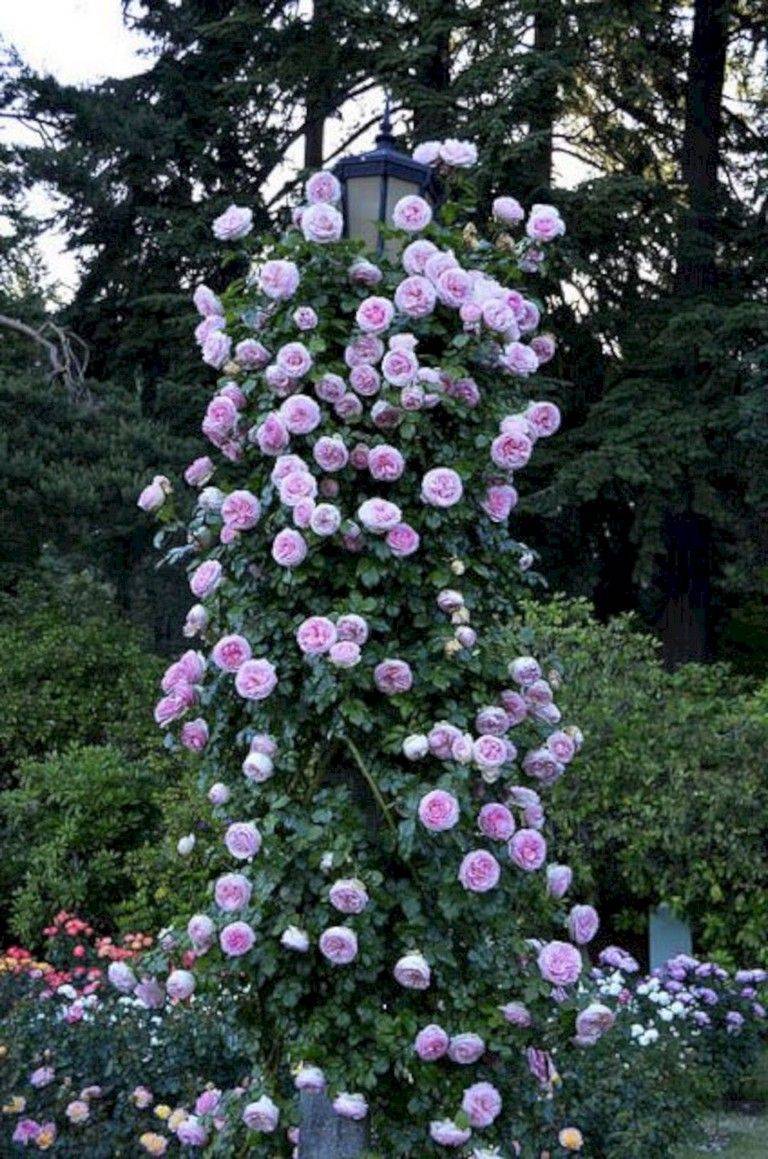 Bloomers Rose Garden Design