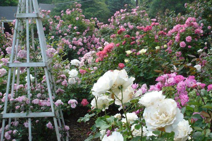 Rose Garden Design Tips Hgtv