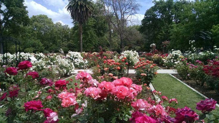 Sacramento Old City Cemetery Rose Garden Ideas